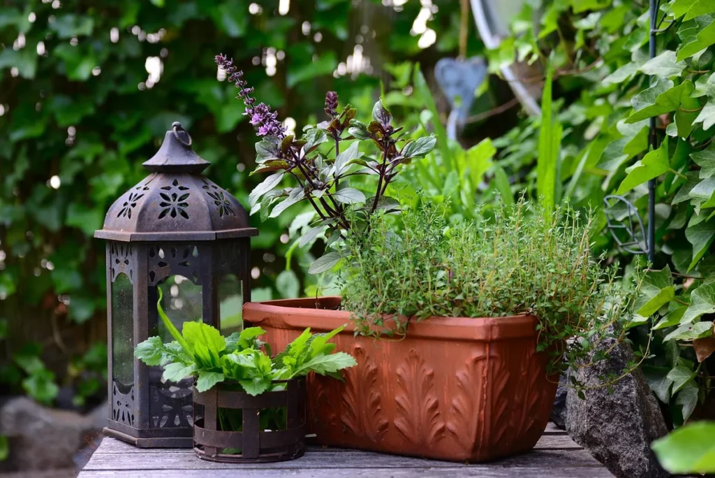 Mistrane thyme, le thym robuste qui aime les balcons exposés